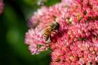 USA, Colorado, Fort Collins. Honey bee on yarrow flowers. Art Print